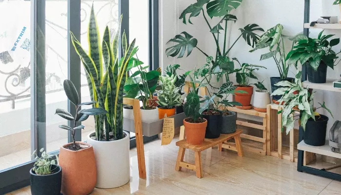 Summer home décor with Indoor plants